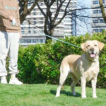 CINTA RETRÁCTIL CON LUZ TIPO LINTERNA PARA MASCOTAS - Image 5